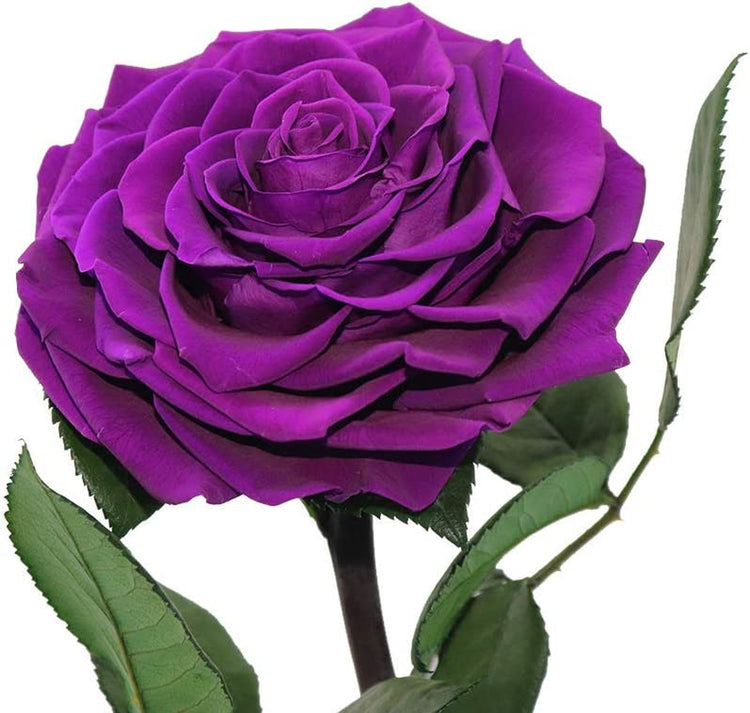 Purple Roses Handmade Rose in Glass Dome, Preserved Flowers Never Withered Romantic Gifts for Her, Mother&
